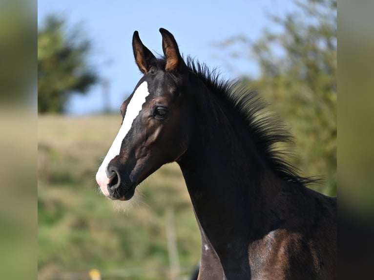 Oldenburger Springpferd Hengst  in Pastin