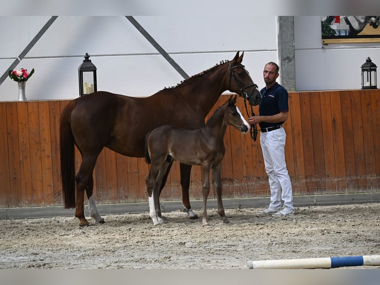 Oldenburger Springpferd Hengst  in Pastin