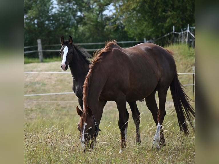 Oldenburger Springpferd Hengst  in Pastin