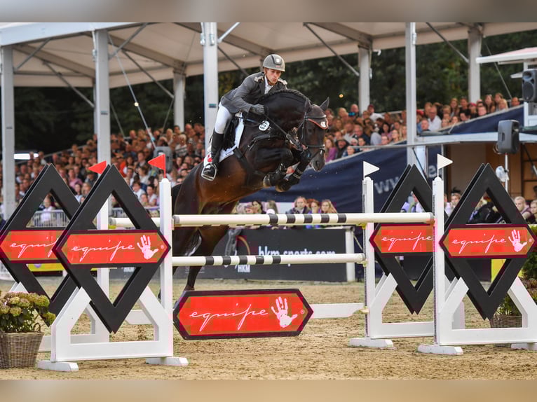 Oldenburger Springpferd Hengst in Celle