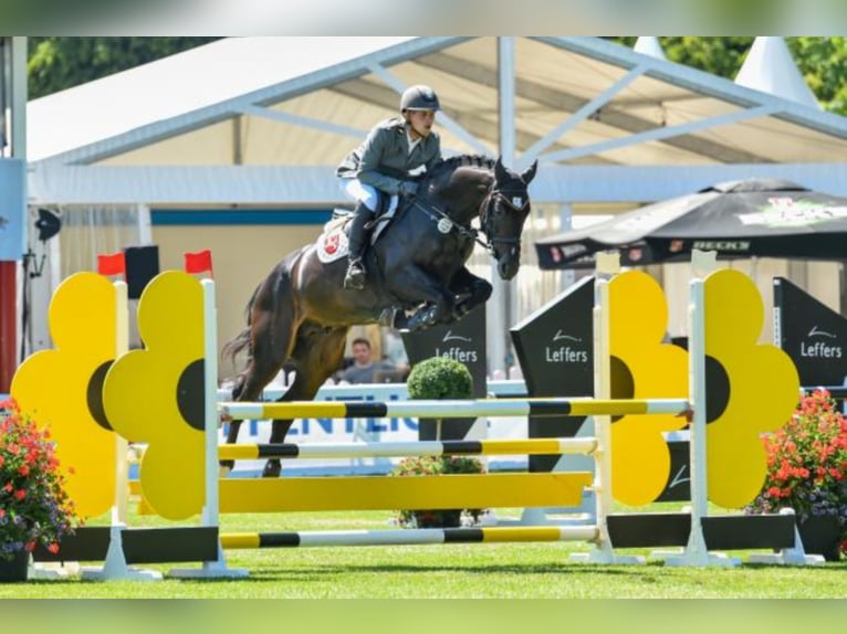 Oldenburger Springpferd Hengst in Celle