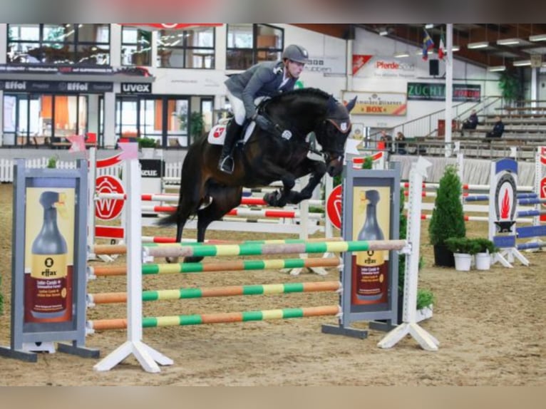 Oldenburger Springpferd Hengst in Celle