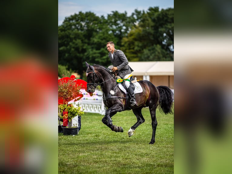 Oldenburger Springpferd Hengst in Celle