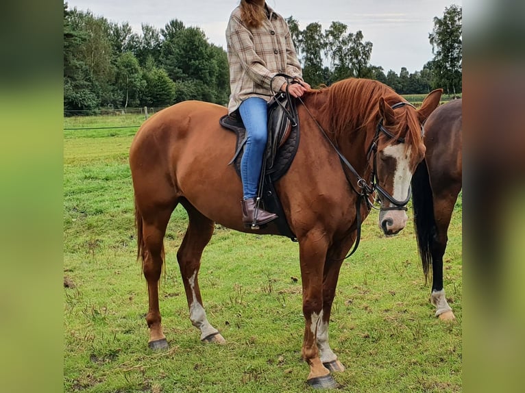 Oldenburger Springpferd Klacz 10 lat 160 cm Kasztanowata in Emstek