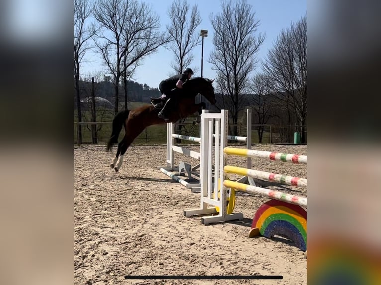 Oldenburger Springpferd Klacz 10 lat 165 cm Gniada in Talheim