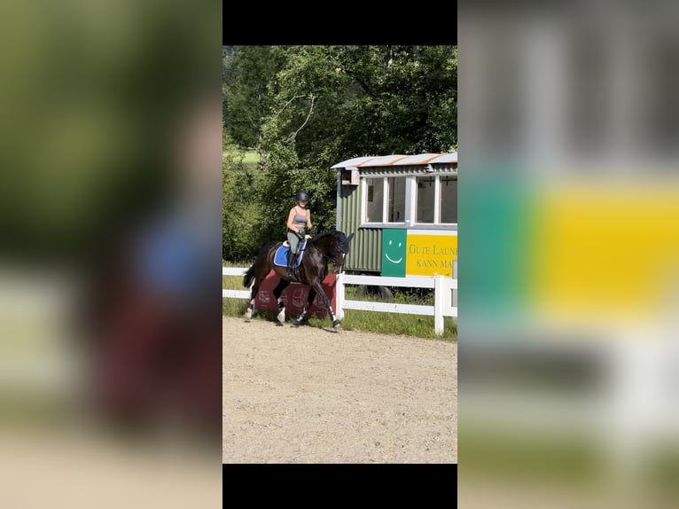 Oldenburger Springpferd Klacz 10 lat 168 cm Ciemnogniada in Immenstadt im Allgäu