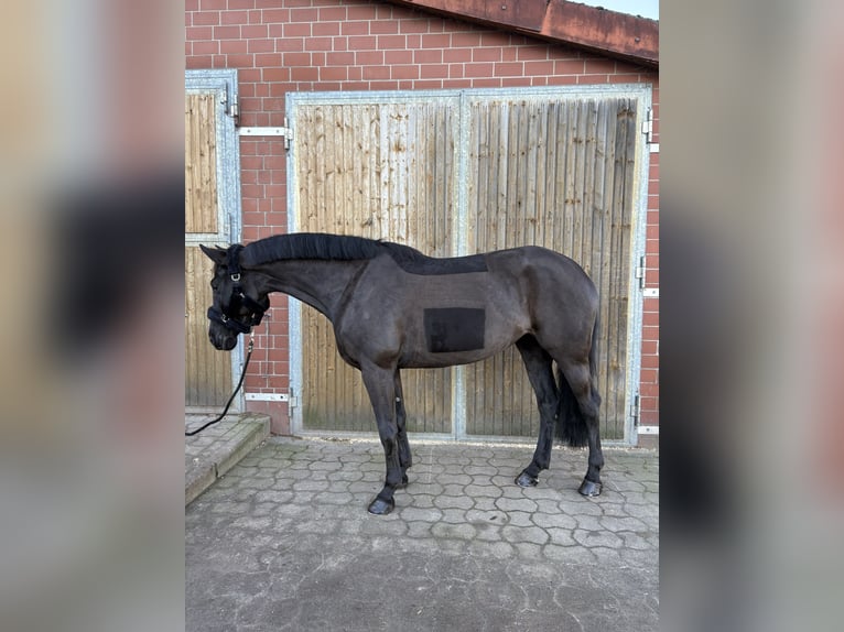 Oldenburger Springpferd Klacz 10 lat 168 cm Kara in Isernhagen