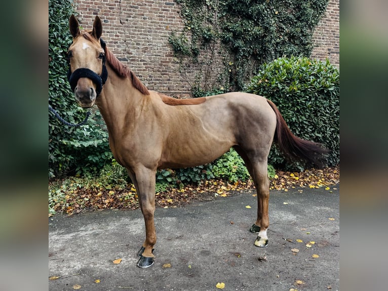 Oldenburger Springpferd Klacz 11 lat 160 cm Kasztanowata in Erkelenz