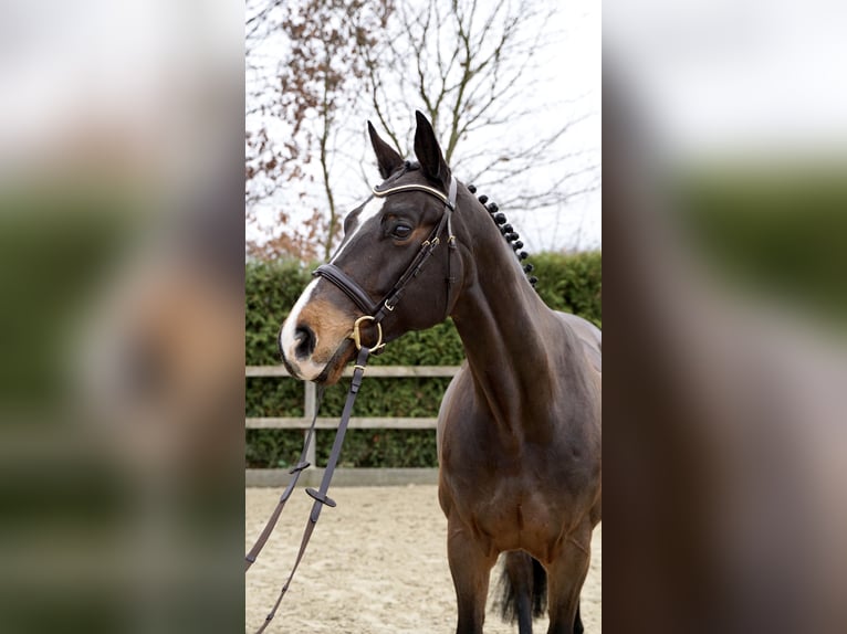 Oldenburger Springpferd Klacz 11 lat 165 cm Ciemnogniada in Lohne