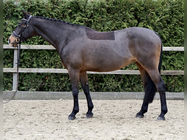 Oldenburger Springpferd Klacz 11 lat 165 cm Ciemnogniada in Lohne