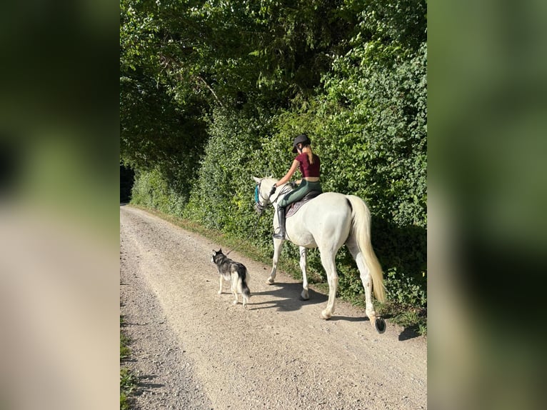 Oldenburger Springpferd Klacz 11 lat 165 cm Siwa in Leutwil