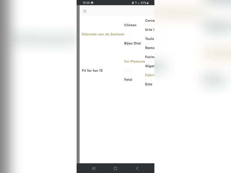 Oldenburger Springpferd Klacz 11 lat 167 cm Ciemnogniada in Garrel