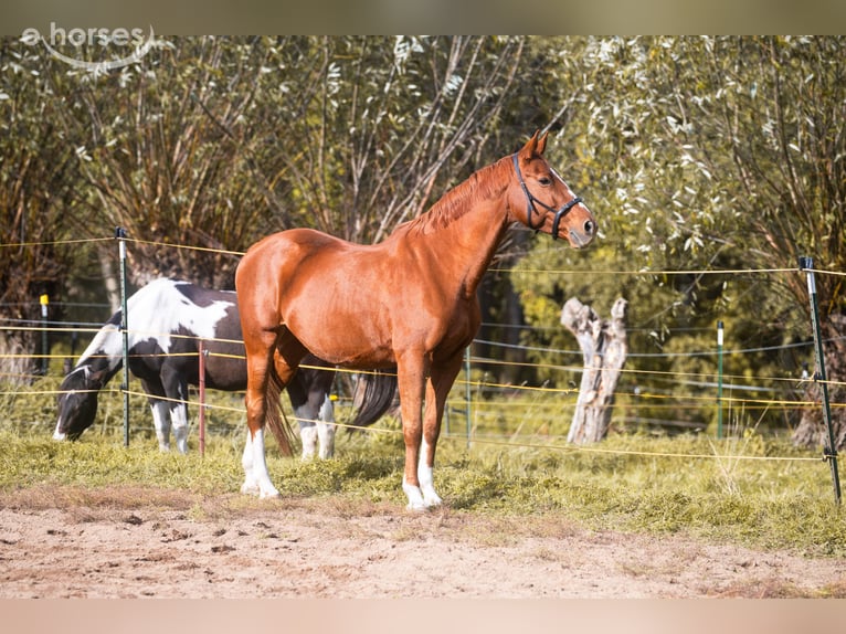 Oldenburger Springpferd Klacz 11 lat 167 cm Kasztanowata in Drachhausen