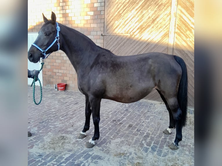 Oldenburger Springpferd Klacz 11 lat 167 cm Skarogniada in Garrel