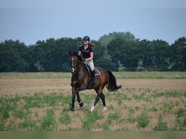 Oldenburger Springpferd Klacz 11 lat 168 cm Ciemnogniada in Essel