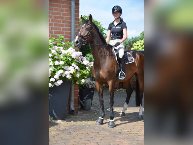 Oldenburger Springpferd Klacz 11 lat 168 cm Ciemnogniada in Essel
