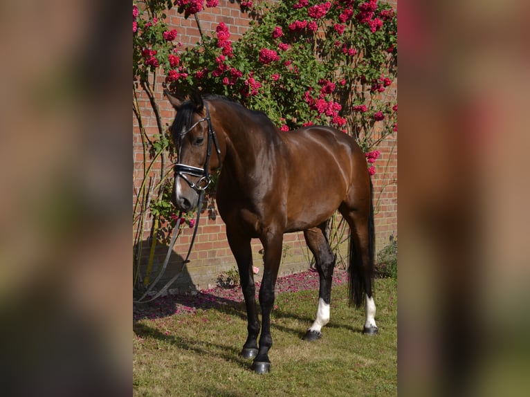 Oldenburger Springpferd Klacz 11 lat 168 cm Ciemnogniada in Essel