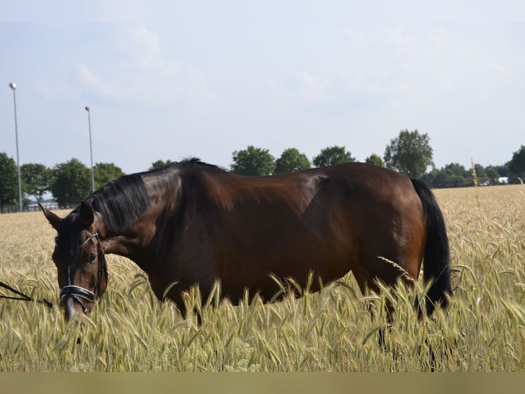 Oldenburger Springpferd Klacz 11 lat 168 cm Ciemnogniada in Essel