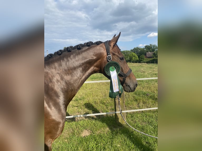 Oldenburger Springpferd Klacz 11 lat 168 cm Ciemnogniada in Essel