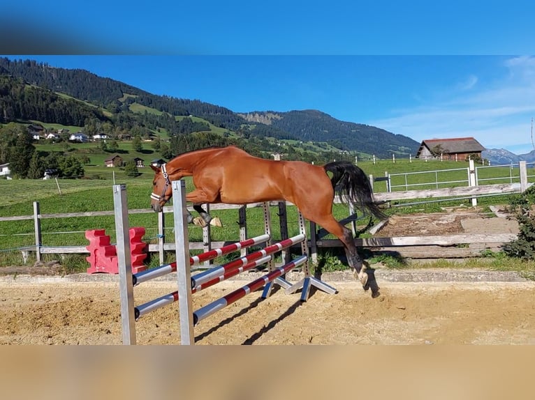 Oldenburger Springpferd Klacz 11 lat 170 cm Gniada in Feldkirch