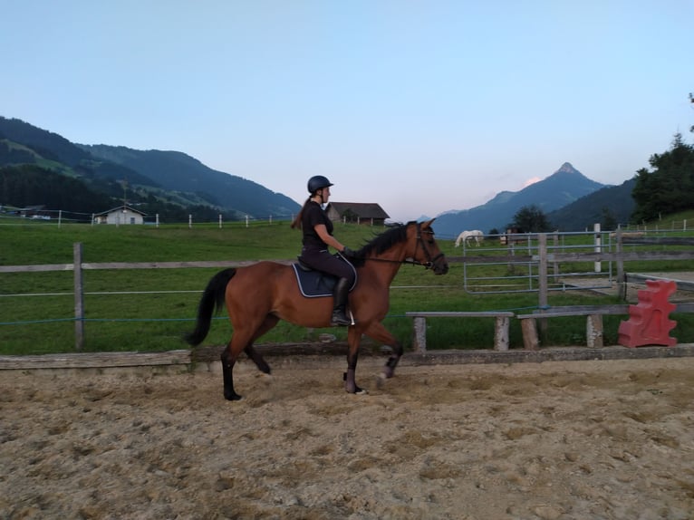 Oldenburger Springpferd Klacz 11 lat 170 cm Gniada in Feldkirch