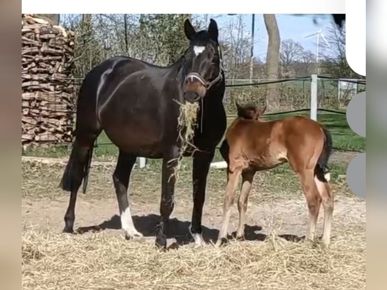 Oldenburger Springpferd Klacz 11 lat 174 cm Ciemnogniada in Warmsen