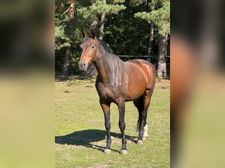 Oldenburger Springpferd Klacz 11 lat 178 cm Ciemnogniada in Mellenthin