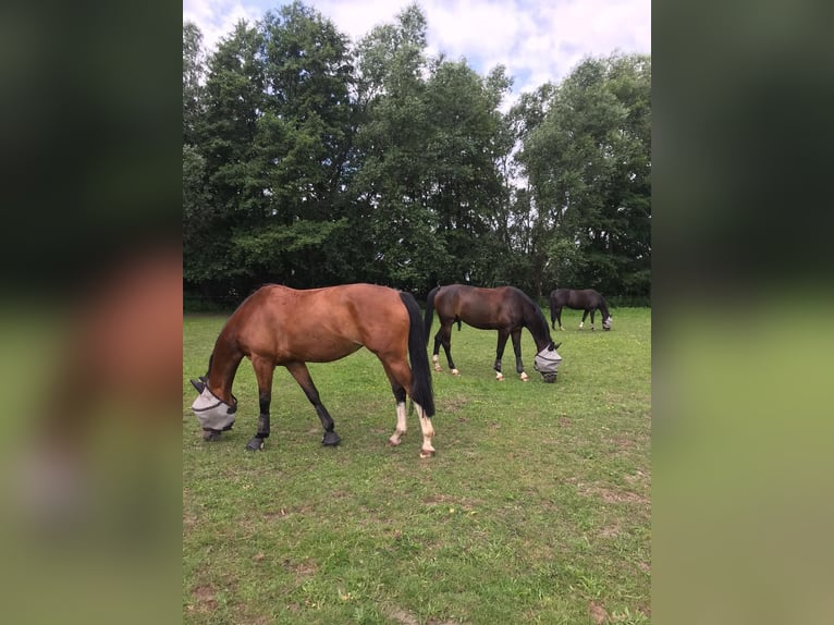 Oldenburger Springpferd Klacz 11 lat Gniada in Delbrück