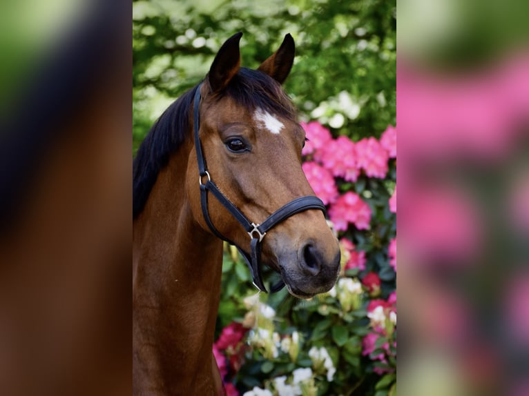 Oldenburger Springpferd Klacz 12 lat 163 cm Gniada in Ibbenbüren