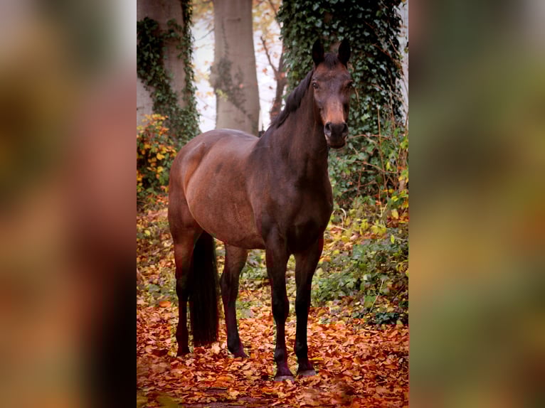 Oldenburger Springpferd Klacz 12 lat 165 cm Ciemnokasztanowata in Trappenkamp