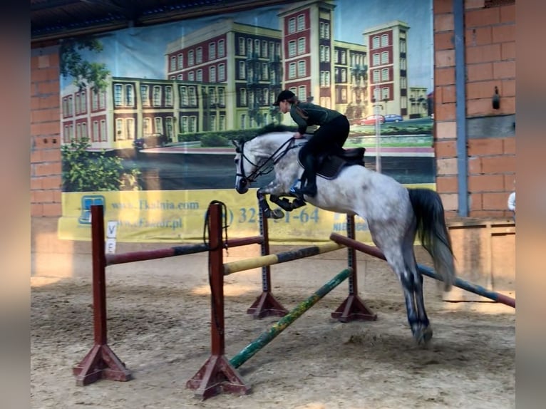 Oldenburger Springpferd Klacz 12 lat 166 cm Siwa in Mielno