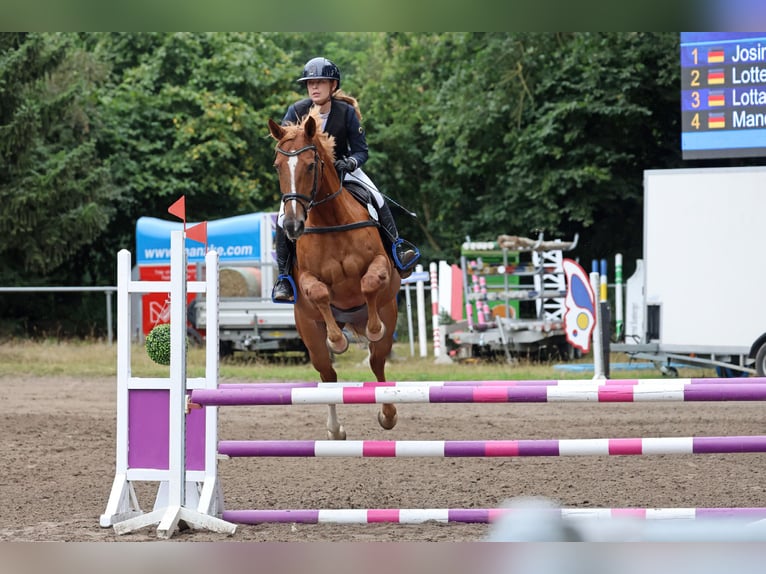 Oldenburger Springpferd Klacz 12 lat 167 cm Kasztanowata in Oldendorf/ Luhe