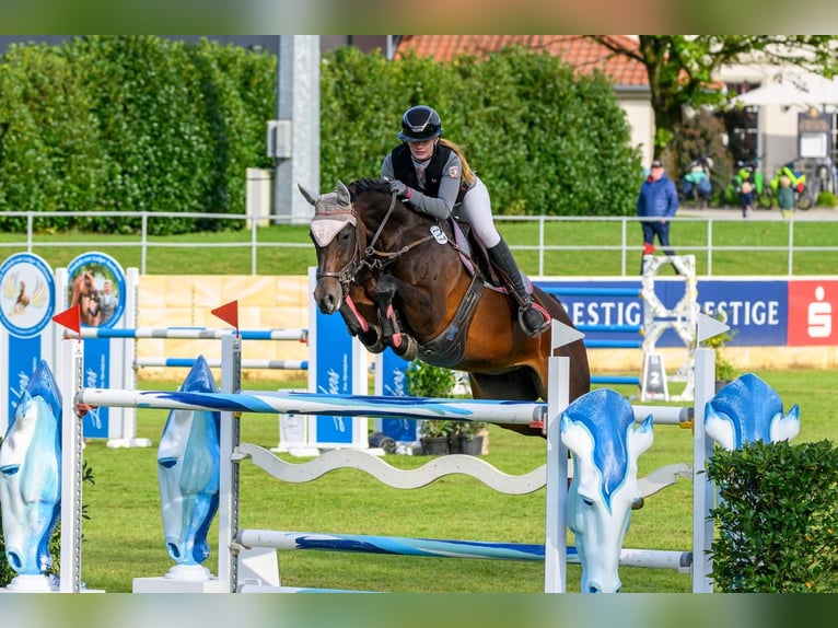 Oldenburger Springpferd Klacz 12 lat 168 cm Gniada in Ahrensbök