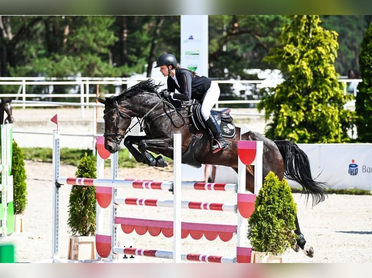 Oldenburger Springpferd Klacz 12 lat 168 cm Skarogniada in Zalrz&#xF3;w
