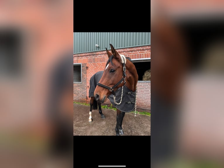 Oldenburger Springpferd Klacz 12 lat 172 cm Gniada in Osterr&#xF6;nfeld