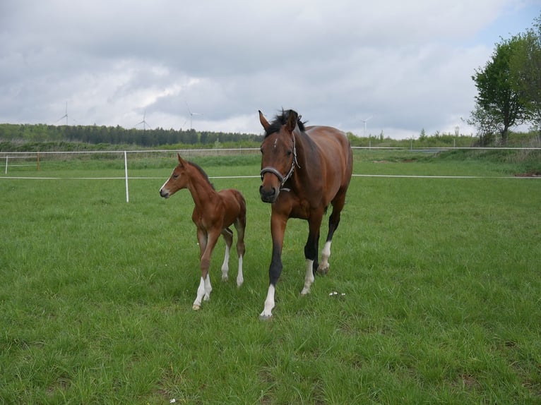 Oldenburger Springpferd Klacz 12 lat 173 cm Gniada in RatingenRatingen