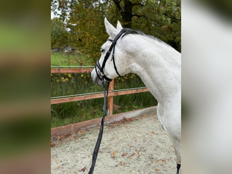 Oldenburger Springpferd Klacz 13 lat 165 cm Siwa in Westerstede