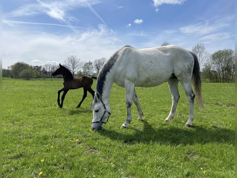 Oldenburger Springpferd Klacz 13 lat 165 cm Siwa in Osnabrück