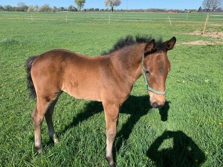 Oldenburger Springpferd Klacz 13 lat 170 cm Gniada in Schriesheim