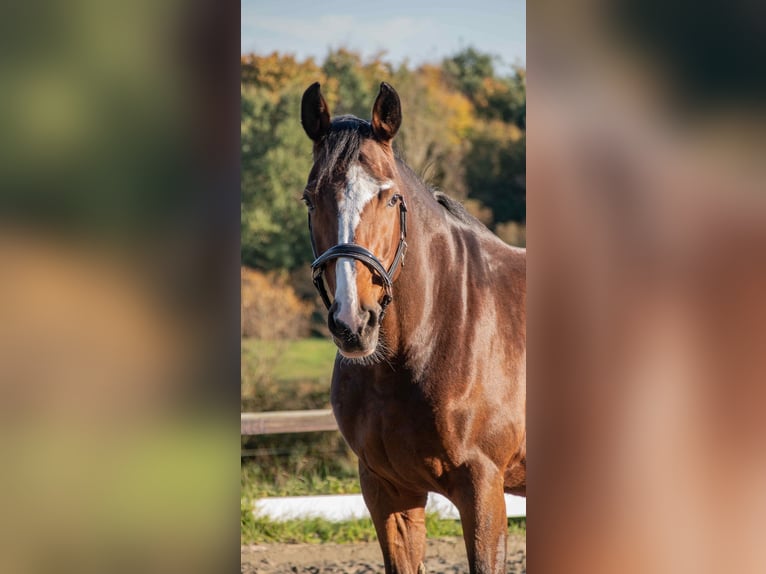 Oldenburger Springpferd Klacz 13 lat 170 cm Gniada in Hanerau-Hademarschen