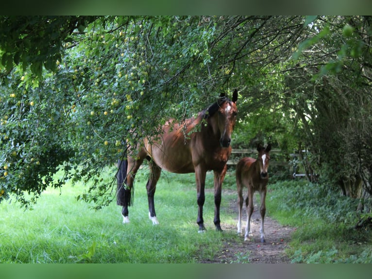 Oldenburger Springpferd Klacz 13 lat Gniada in Behrensdorf