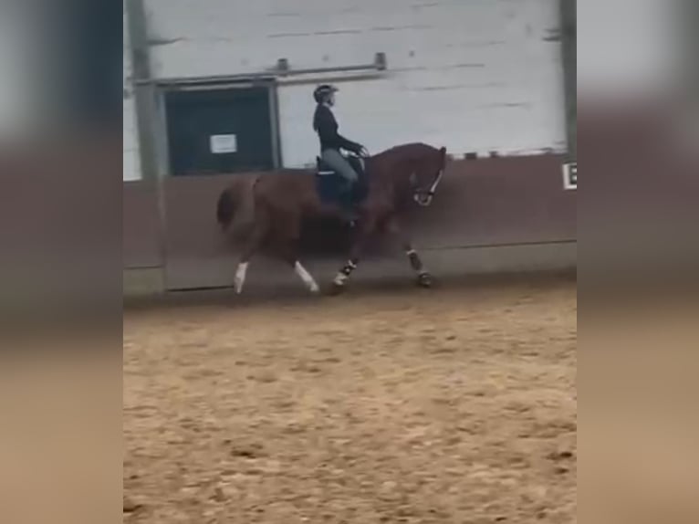 Oldenburger Springpferd Klacz 14 lat 160 cm Kasztanowata in Oberelbert