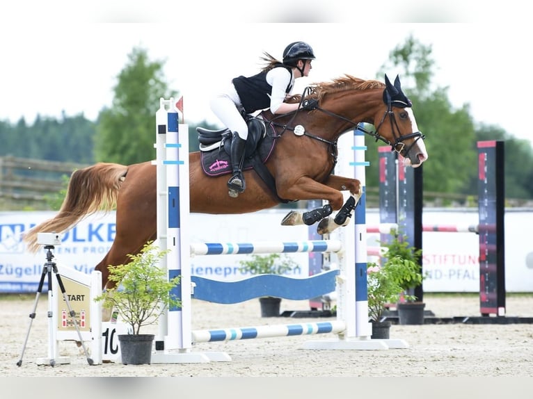 Oldenburger Springpferd Klacz 14 lat 160 cm Kasztanowata in Oberelbert