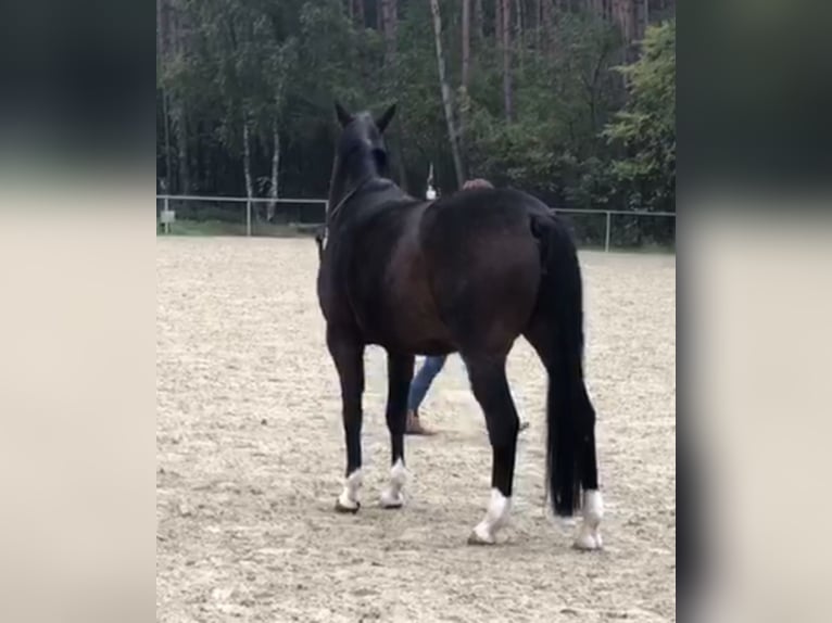 Oldenburger Springpferd Klacz 14 lat 163 cm Ciemnogniada in Bad Driburg
