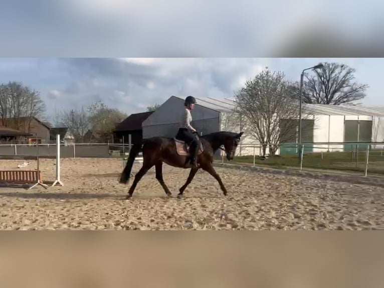 Oldenburger Springpferd Klacz 14 lat 163 cm Ciemnogniada in Stulln