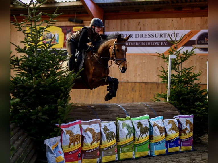 Oldenburger Springpferd Klacz 14 lat 163 cm Gniada in Aurich