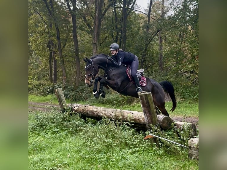 Oldenburger Springpferd Klacz 14 lat 163 cm Gniada in Grefrath