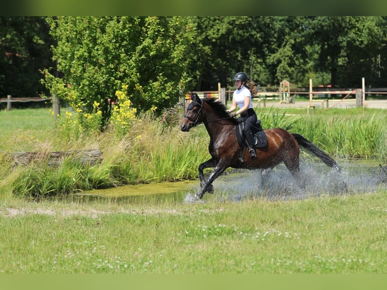 Oldenburger Springpferd Klacz 14 lat 164 cm Gniada in Garbsen