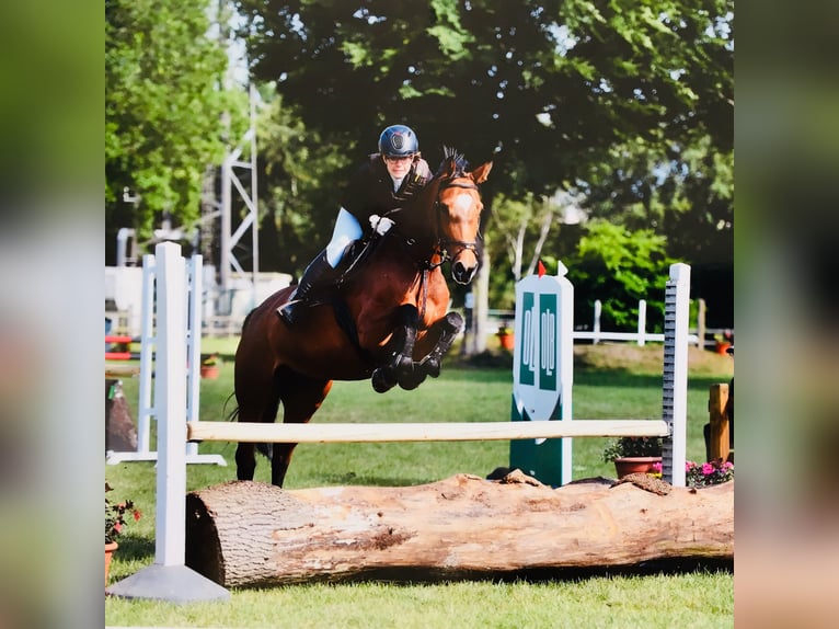 Oldenburger Springpferd Klacz 15 lat 163 cm Gniada in Aurich