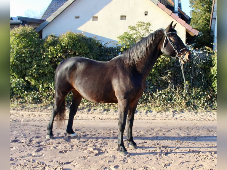 Oldenburger Springpferd Klacz 15 lat 164 cm Ciemnogniada in Sonnefeld